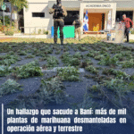 Un hallazgo que sacude a Baní: más de mil plantas de marihuana desmanteladas en operación aérea y terrestre