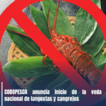 CODOPESCA anuncia inicio de la veda nacional de langostas y cangrejos