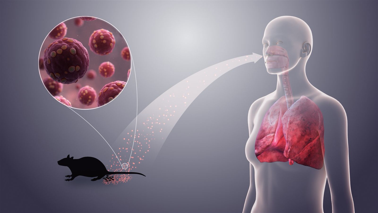 La OMS alerta sobre el hantavirus: prevención, síntomas y cuidados esenciales