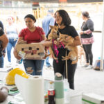 Alcaldía del Distrito Nacional esteriliza 100 perros y gatos durante jornada este fin de semana.