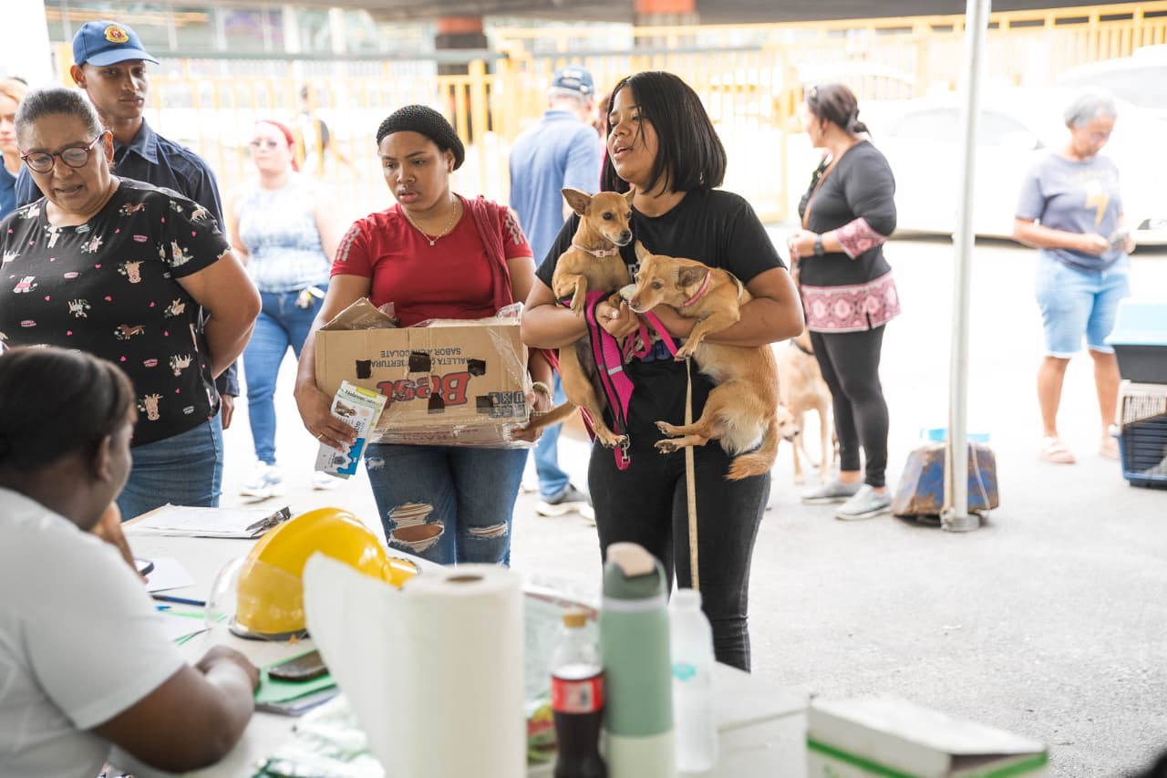 Alcaldía del Distrito Nacional esteriliza 100 perros y gatos durante jornada este fin de semana.